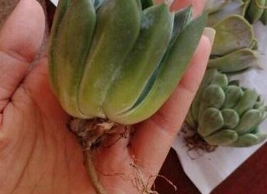 夏季养殖多肉,难逃黑腐化水按照4步换成水培,轻松解决