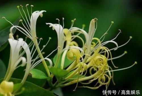 天然“青霉素”发现了，没事儿可劲儿吃，杀菌消炎，炎症或不敢“登门”