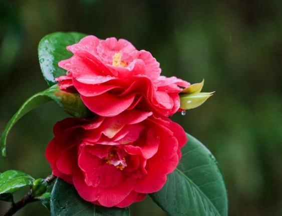 养茶花，尤其是夏天，“一点”要记住，不然叶片黄又蔫，花朵掉