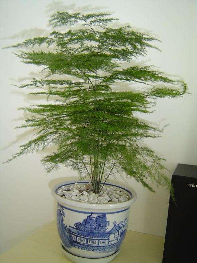 文竹黄叶不要慌,这“3种”物品,兑水浇盆里,黄叶全不见!