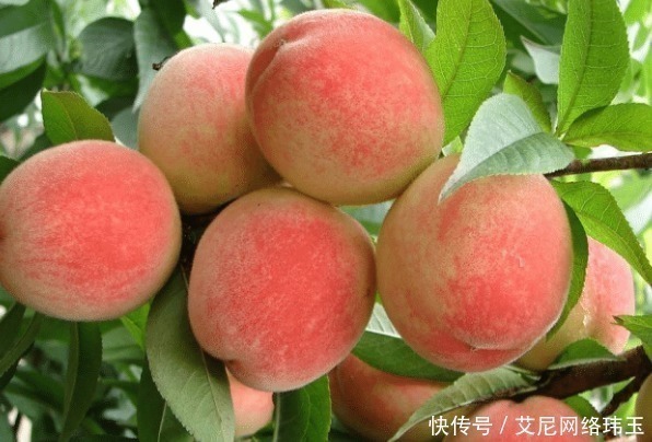 桃子|老中医警告:吃完桃子后不能碰它,不然等于滋养“癌细胞”!