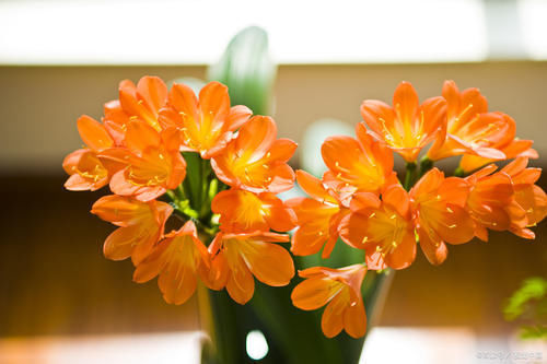 怕水的“5种花”,再喜欢也别乱浇水,浇“错”就烂根黄叶