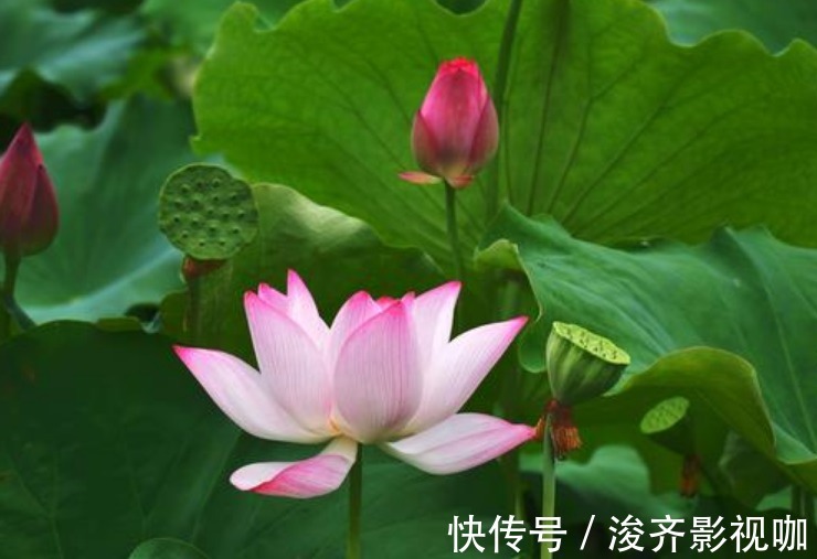 有钱人都养“3种花”,招财纳福,顺风顺水,运势一飞冲天!