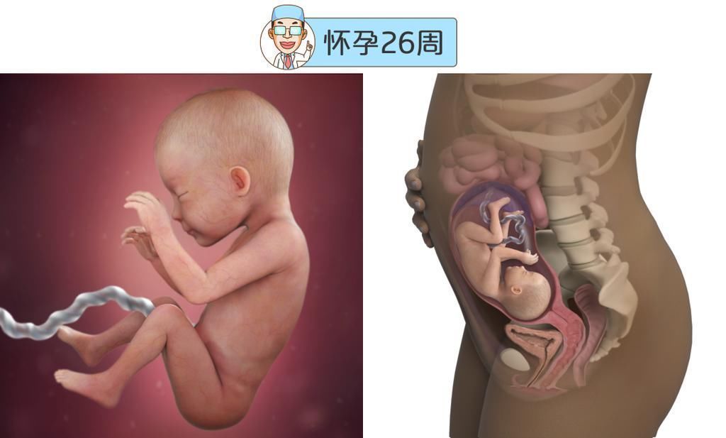 婴儿|最全的怀孕周期图鉴，感受从受精卵到婴儿的神奇变化！