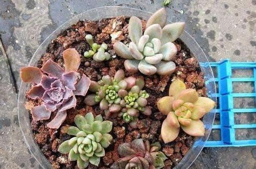 烂根|养花不会养,盆里埋点它,从不烂根,叽里咕噜花开满盆,花团紧簇