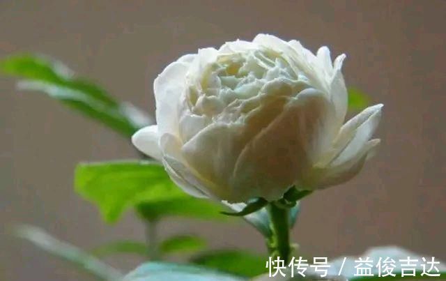 枝条|茉莉花老桩换盆,必做“1件事”,根系长满盆,侧枝多,一次开爆