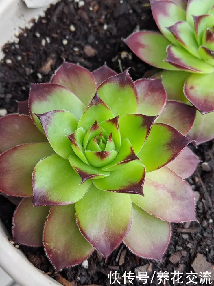 玉树|新手养好盆栽多肉的几个秘诀，选些好养的品种也是极其关键的