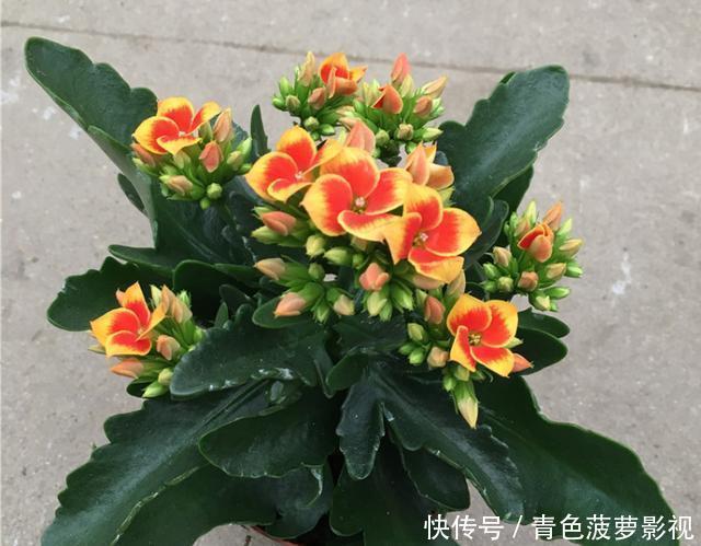 花苞|11、12月,长寿花蟹爪兰容易饿,7天喂1次,花苞挤着长