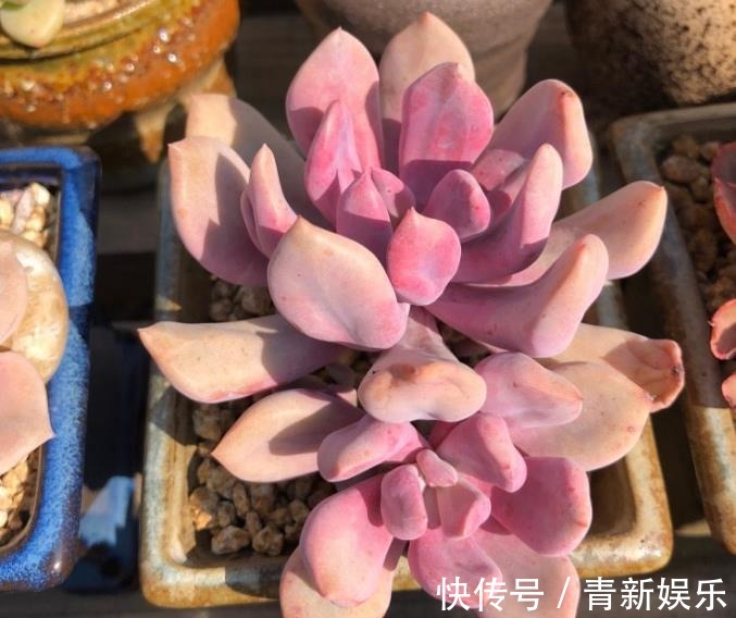 多肉盆栽选择潮土上盆,叶片储水防晒,容易长胖爆盆,学到了