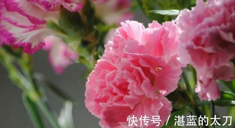 4种花养了就爆盆,好养易活开花漂亮,花美色艳,花儿轻松开爆盆