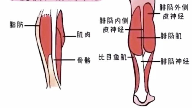 小腿肌肉|为了瘦腿有人切断神经？医生警告：风险重重！