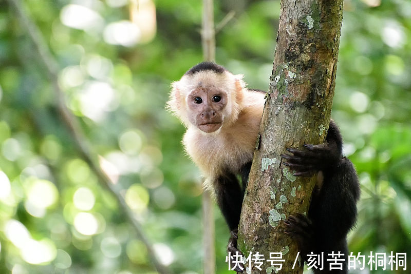 生肖属猴|生肖属猴人，9月得贵人相助，吉星高照，横财遍地