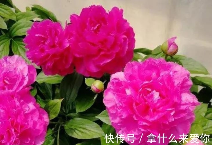 几种花适合新手养,养护简单,价格便宜,既小巧又可爱