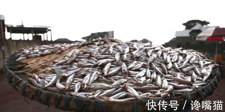 |自然界的“笑话”：每年有成千上万的鱼群，被河马粪便活活憋死？