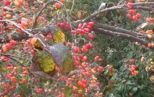 便秘|会吃的人最长寿，多食4种食物，补水美白，缓解便秘，营养又瘦身