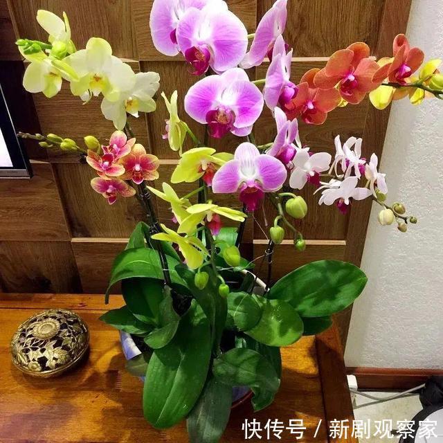 今年最火网红花,一次能开4个月,枝条挂满花蝴蝶!