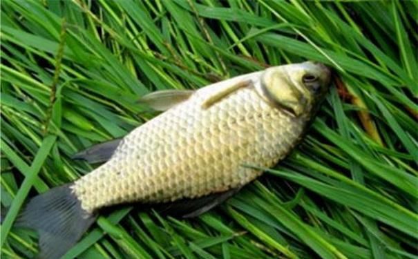 垂钓者|钓鱼为什么会上瘾，看看这些垂钓者最兴奋的时刻就知道了