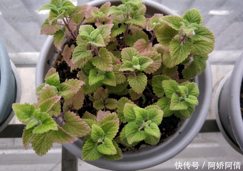 基础|光、肥、盆、水,作为养花的4大基础点,掌握住才养得好花