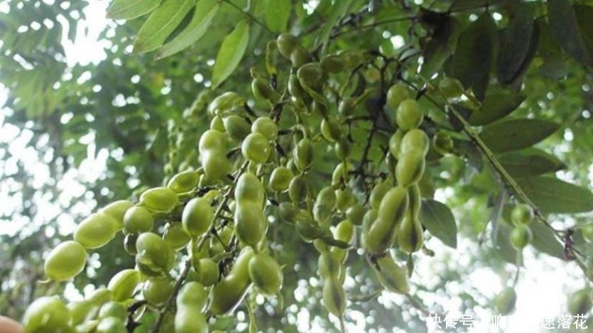 为什么很多农村人都喜欢吃槐花,有什么益处吗