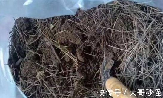 园艺新人适用的经验知识：将它们列入“养花配土”的原材料吧