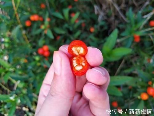 路边有一种“野果子”,初看不起眼,盆栽起来“赏果”上百天