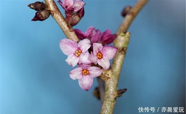  香喷喷|家里养盆“造香花”，香喷喷，省下买空气净化剂的钱