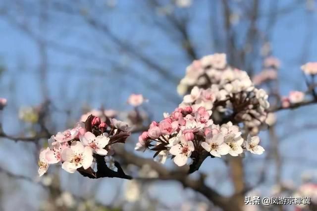 博野|保定旅发早知道:博野可以多浪漫?请屏住呼吸，准备好美到窒息