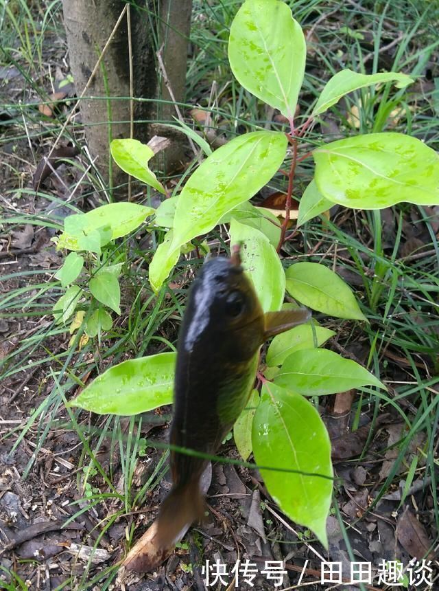 野钓小技巧浮漂做一个小改动,惊鱼几率大降