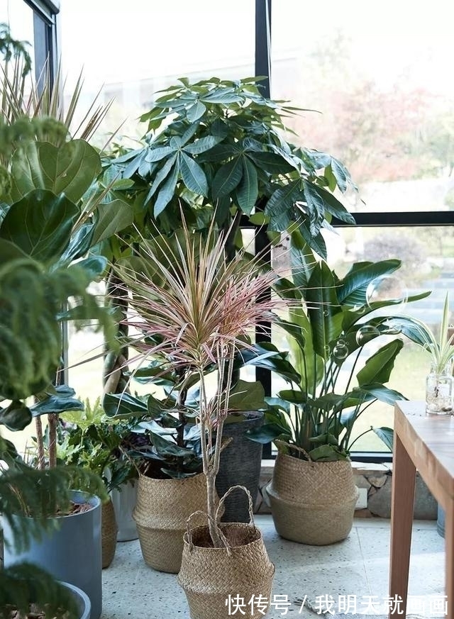 别人养在家里的植物不用怎么管理就长得很好,你的还是个小盆栽?
