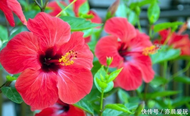 为了一盆花,家人关系彻底破裂,花有什么错?