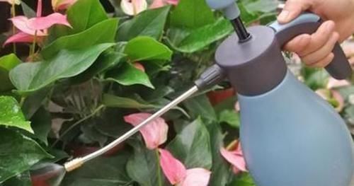 冬天养花,远离“3种水”,浇一次,黄叶一大片