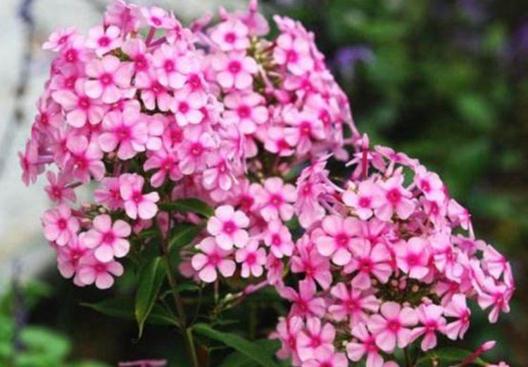 玫瑰花界|养花就养4种花,家里养一盆,开花漂亮花期长,美翻了