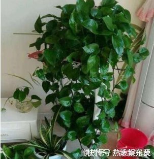 爱吃“油”的盆栽,你知道是什么吗只需喝2滴,1年养出百十盆