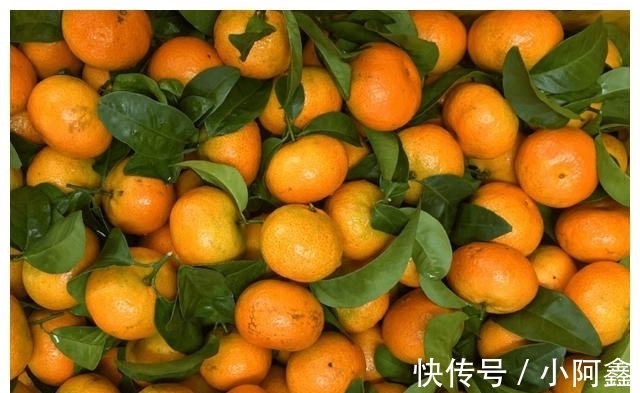 柑橘收购价格