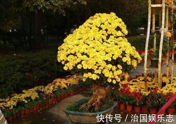 浇水量|菊花叶子发焉无精打采教你“4法”,花开爆盆,遮阴控肥是关键