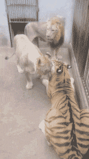 |搞笑GIF:听说怀孕了不能翘二郎腿,不然生出的孩子是这样的