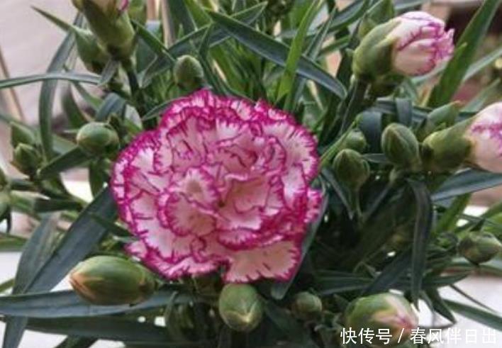 口红花|3种花养在家里,一整年都有好运气,养在哪里都爆盆,好运到来