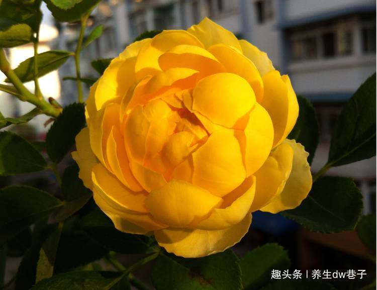 此木本花卉，花色多变化，多季开花，漂亮又好养，是盆栽佳品