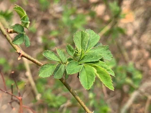 春暖花开 万物复苏 阳春三月 一个绿色的季节！