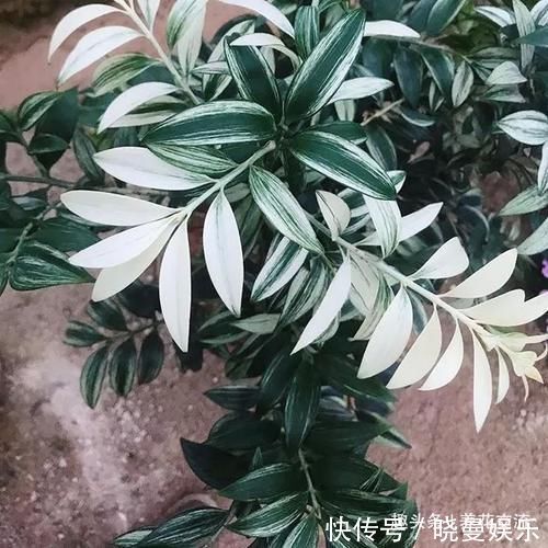 竹柏养成小巧的盆栽植物特别受欢迎,却不知它是高大树木