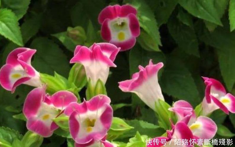 3种花高贵优雅,看了就让人沉醉,花色鲜艳,美丽动人