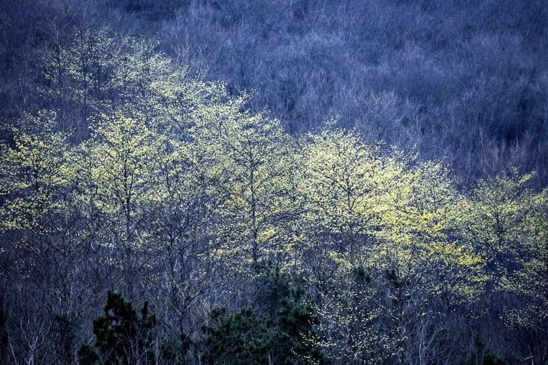 走！去看看银屏山早春第一花长啥样