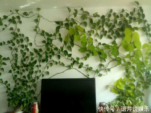 她出差前随手在绿萝花盆里倒了点这个,回家后发现绿萝爬满屋子