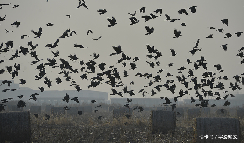 一章离赋。别流年。一文别辞,离旧岁