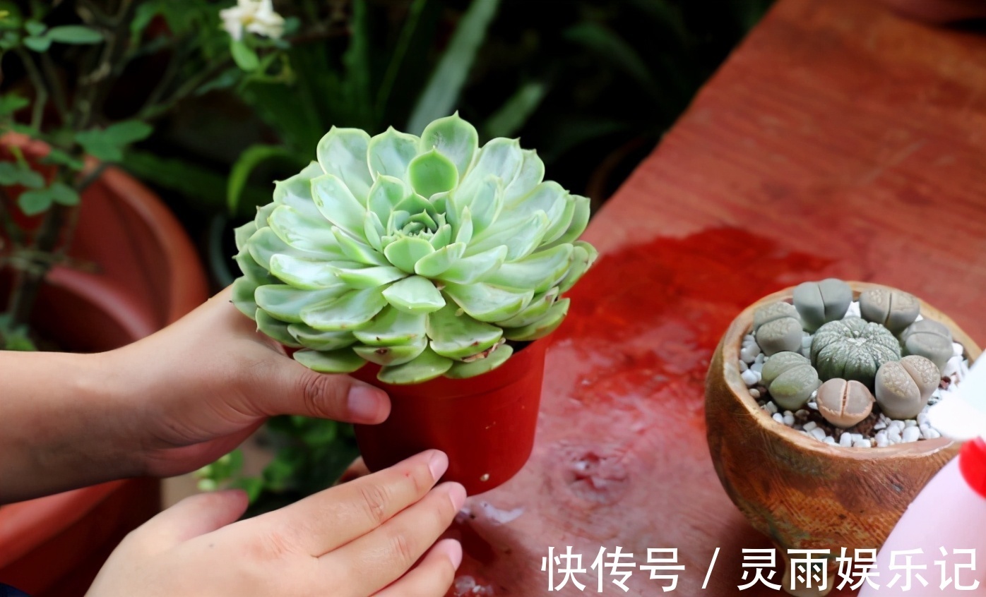天气渐热，盆栽多肉这3地方该小心了，不然度夏难、化水易