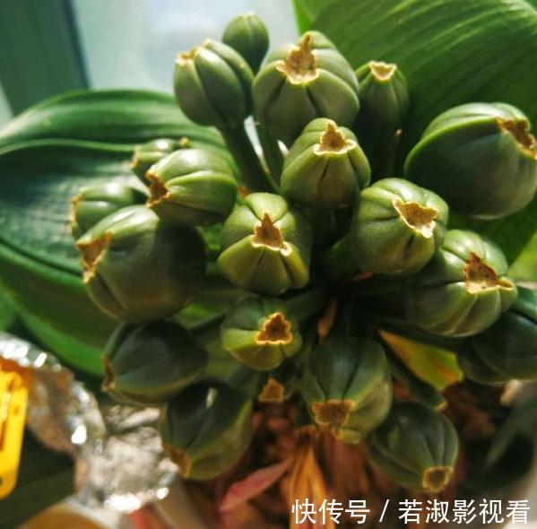 喜欢养花就扦插繁殖？盆栽君子兰、矮牵牛，播种育苗十拿九稳