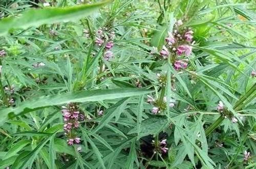 野生|不熟悉的野菜不要碰,挖野菜住进了ICU,都是野生天麻惹的祸!