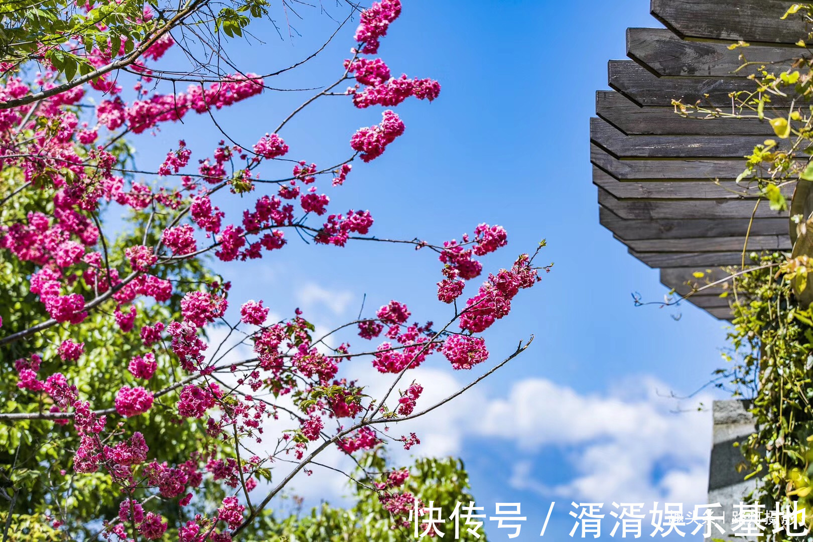 户户|中国最适宜居住的地方，家家有水，户户有花，无数人的梦想家园