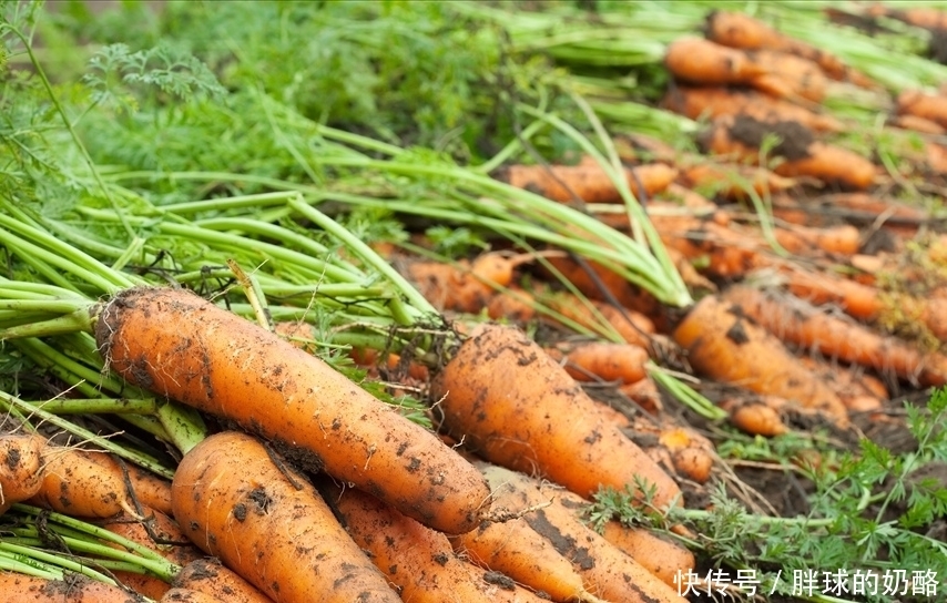 买胡萝卜时，牢记“3买3不买”，学会不吃亏，菜贩也坑不到你