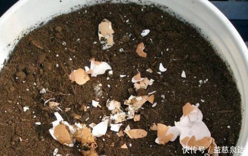 粉末|花盆里撒一把鸡蛋壳,作用真厉害,不生虫不黄叶,叶绿根壮爆满盆